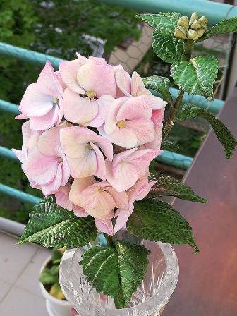 hortenzie růžová