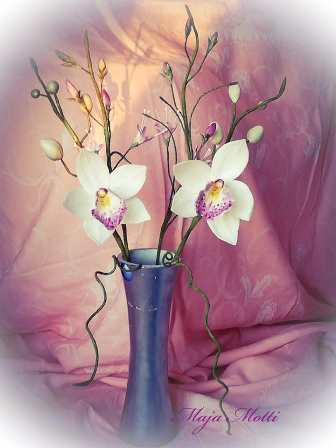 orchidej bílá