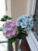 hortenzie modrá a růžová