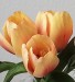 tulipán 1